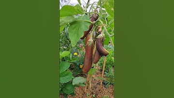 So many Eggplants #eggplant #brinjal  #gardening#gardentricks #youtubeshorts
