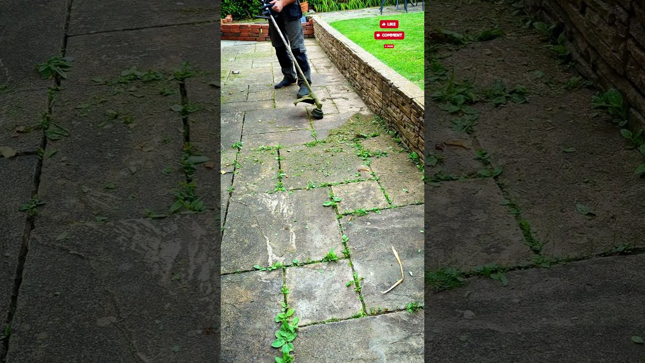 TIP Video DO This NOW For Fast Results To Get Rid Of Patio Weeds Shorts Gardeningtips