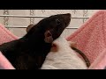 Приятно познакомиться: крысы Назуми и Чисай