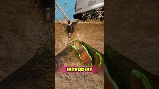 Pourquoi Font Ils Cela À L’écureuil😨 Resimi