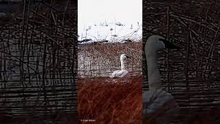 SNOW   REEDS &amp; SWANS   #swans