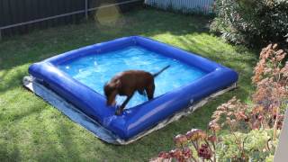 dog proof swimming pools