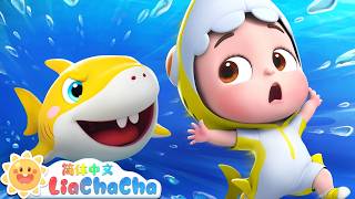 鲨鱼一家🦈 | 幼儿启蒙 | 中文儿歌 | 人气童谣 | LiaChaCha 依娜和恰恰 - 简体中文 - 儿歌童谣