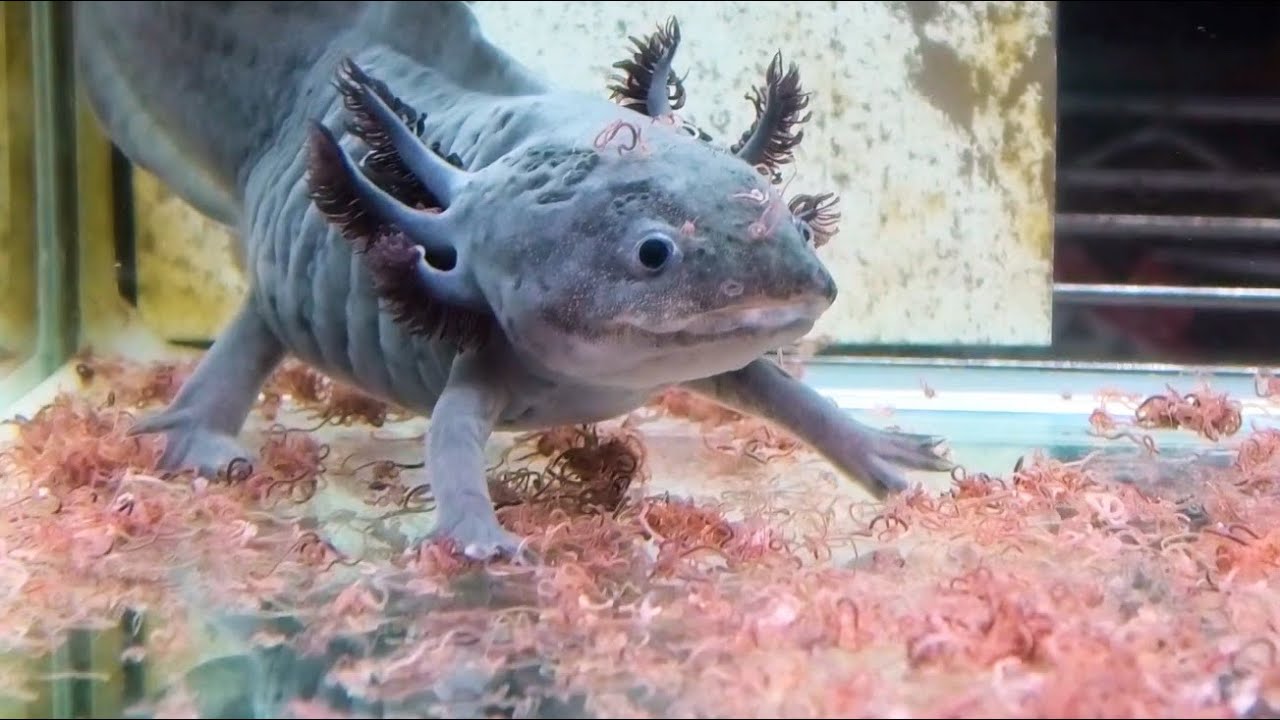 ウーパールーパーに大量の生きた イトメ を与えたら可愛過ぎた Youtube