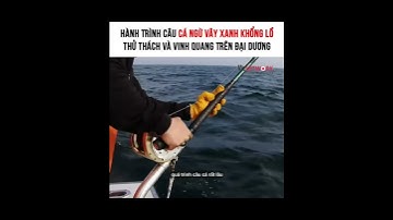 Hành trình câu cá ngừ vây xanh khổng lồ, thử thách và vinh quang trên đại dương