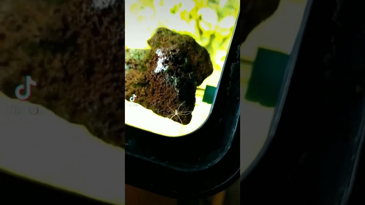 Обычный паук в необычном месте