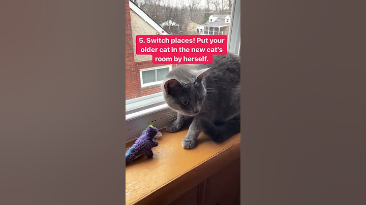 How to Introduce a New Cat To Your Other Cat
