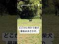 ドッグランで別の家の子になる柴犬　　#柴犬　#黒柴　#犬　#かわいい犬 #ドッグラン