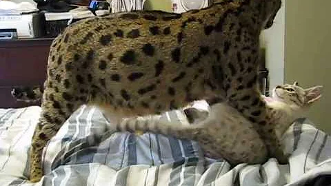 Video 988601: f1 f2 savannah cats, cat f2 savannah kitten, f2 savannah kitten playing, savannah snow kitten