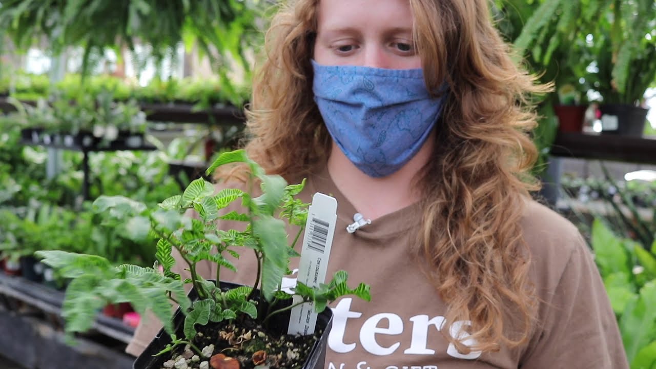 Different Ferns and how to care for them