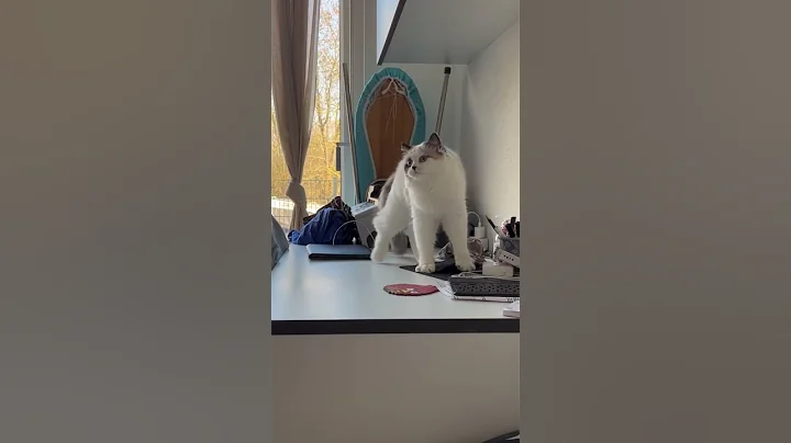 ekekekkekkek 🗣️