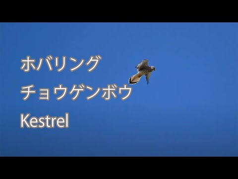 【ホバリング】チョウゲンボウ Kestrel