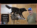 How To Mount A Coyote