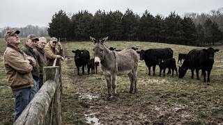 They Mocked His Donkeys for 15 Years — Then the Coyotes Came and His Was the Only Full Calf Crop
