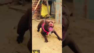 Pitbull Dog Breed Song Status Video