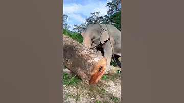 elephant pushing the tree 🦣😲#shorts #elephant #youtubeshorts