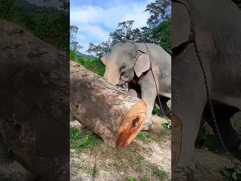 elephant pushing the tree shorts elephant youtubeshorts