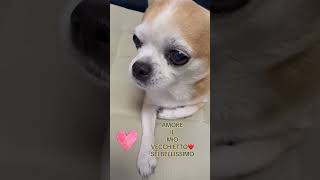 IL MIO PICCOLO BULLO❤️