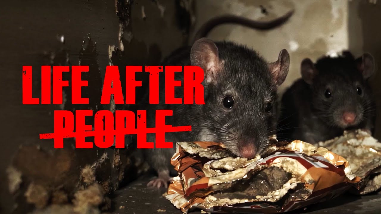 The Rats Reign Over NYC | Life After People - YouTube