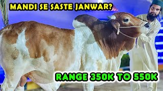 Munasib Price Me Mid Range Janwar at Kings Cattle Farm | Cattle Market Karachi | Bakra Eid 2024