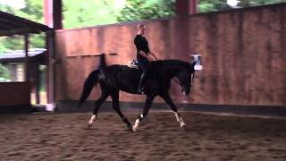 Martincia flatwork trot