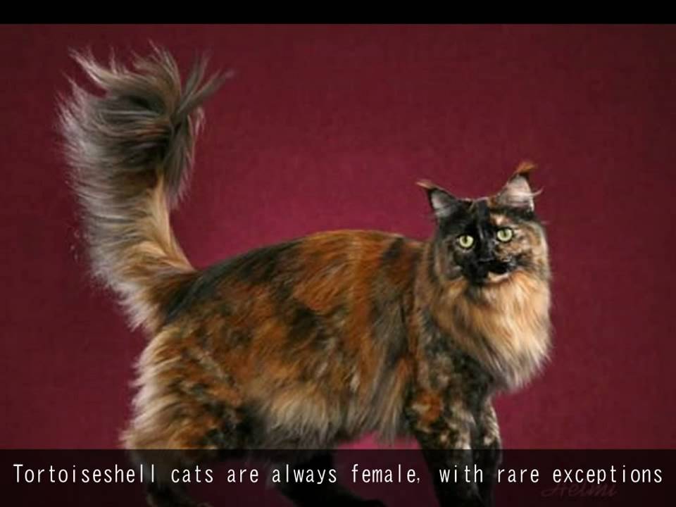 Tortoiseshell Cats - thptnganamst.edu.vn