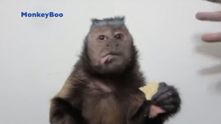 Monkey Rap & Eating Montage! MonkeyBoo by MonkeyBoo 8,494 views 11 months ago 3 minutes, 5 seconds