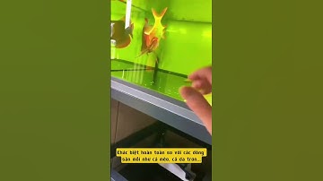 cá rồng nuốt con mồi lớn quá được không #casanmoi #carong  #cárồng