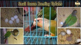 கண்ணூர்க்கு குஞ்சு பொறந்தாச்சு | small conure breeding updates in tamil | @WinNestBirds