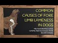 Forelimb lameness