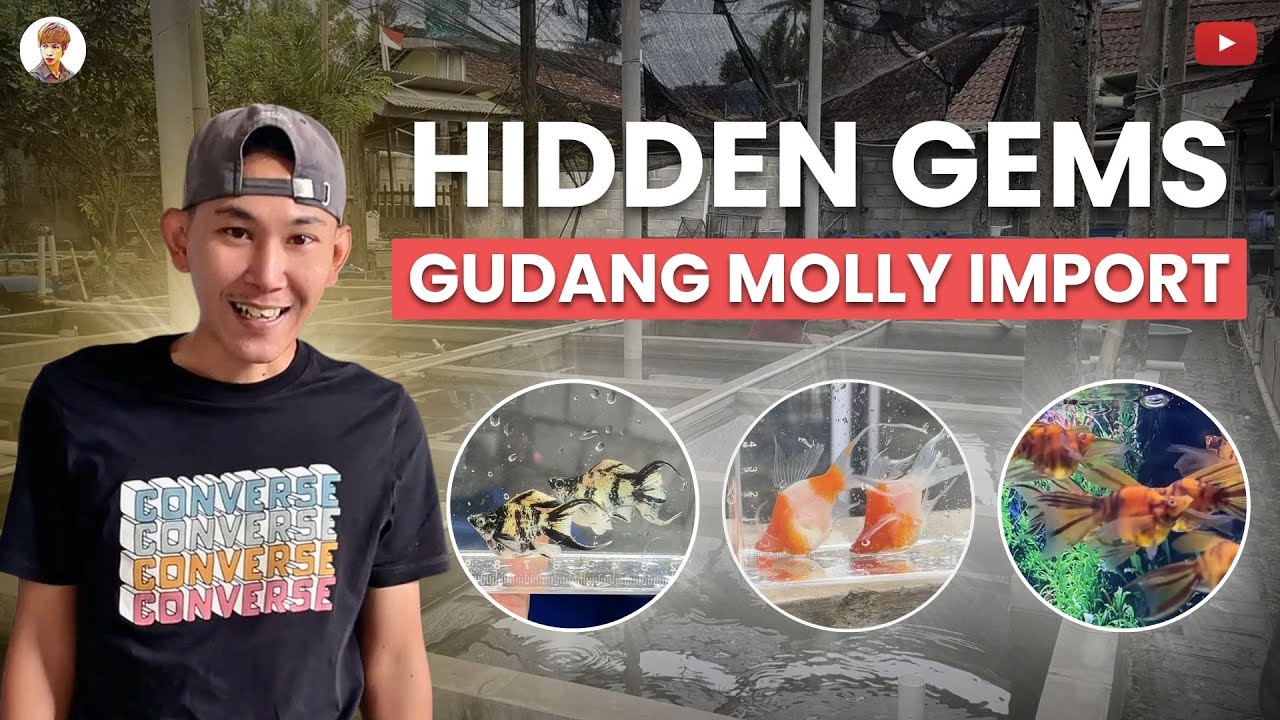 HARGA JUTAAN - GUDANG MOLLY IMPORT DI INDONESIA