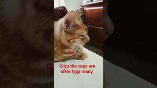 cops are after my cat Tygas