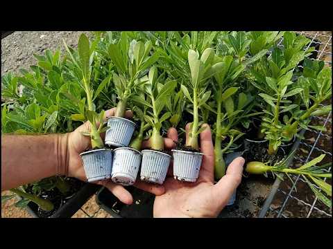 Desert Rose: Beginner's Guide