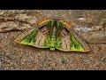 Bolivian butterflies 2016 part2