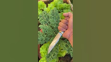 Dao đi rùng siêu thép s90v