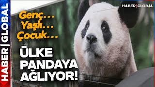 Bir Ülke Panda Fu Boanın Gidişine Ağlıyor