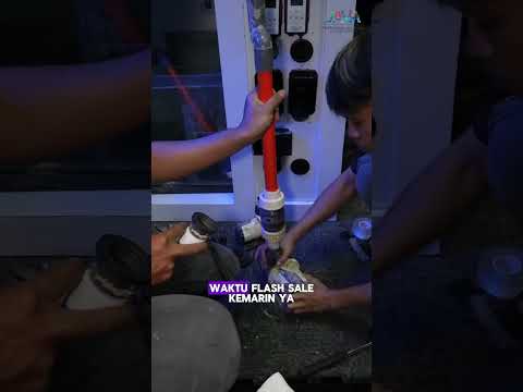 Setup Coral tank eks display Gallery Java Kebayoran Lama! #reeftank #coralreef