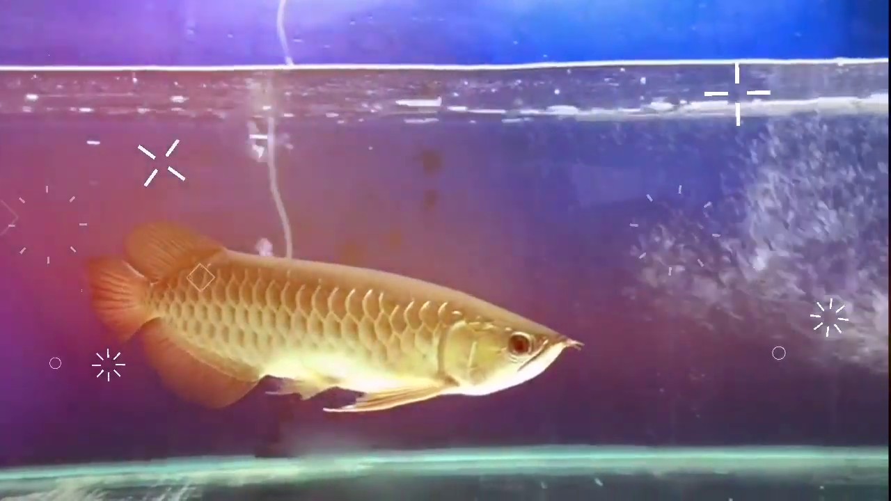 🆕how Fish Be Like Tik Tok 👉 How Fish Be Like Tik Tok New Video YouTube