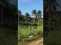 🇧🇷 Floresta Atlântica Itaju do Colônia Bahia #paz #roça #mato #fly #viral #brazil #nature #shorts