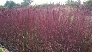 Andropogon gerardii 'Dancing Wind'