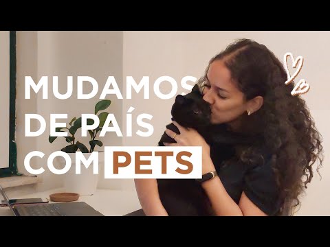 COMO TRAZER GATOS PARA PORTUGAL: nossa experiência com dois pets