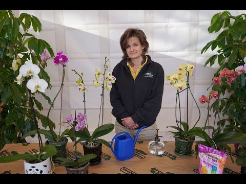 Virtual Seminar: Orchid Plant Care Tips ENGLISH GARDENS
