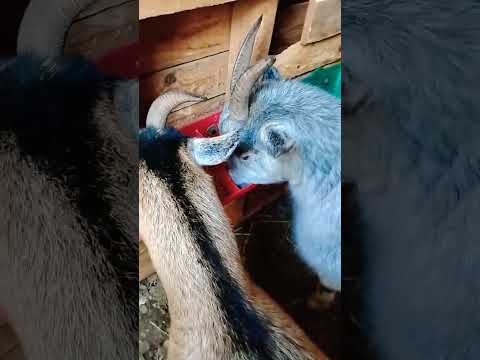 Mocha And Gnomie Goatlife Shorts