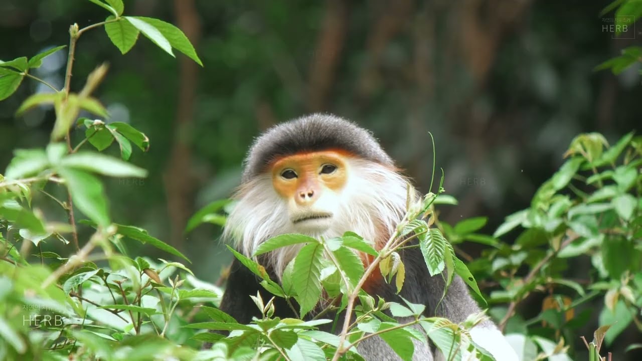 These Stunning Monkey Faces Are the True Gems of the Forest | Relaxing wildlife ambience