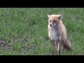 きつねがネコを威嚇する時の鳴き声Cat flee surprised to the calls of a fox