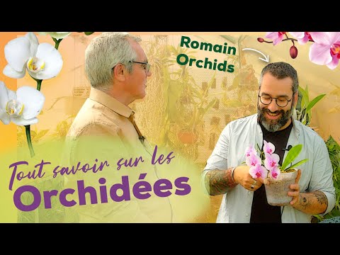 Vidéo: Les orchidées les plus insolites (photo)