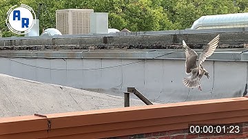 Birds Taking Off ~ Animation Reference