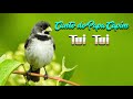 Canto Papa Capim Tui Tui Torneio para Treinamento de Filhotes 🐤 🐤 🐥 🐥