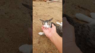 lovely Cat lovely Cat