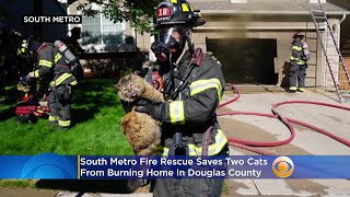 Cats Treated With Oxygen After Being Rescued From Douglas County House Fire